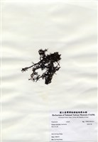 藏品(長枝沙菜)的圖片
